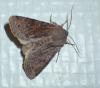 Orthosia incerta
